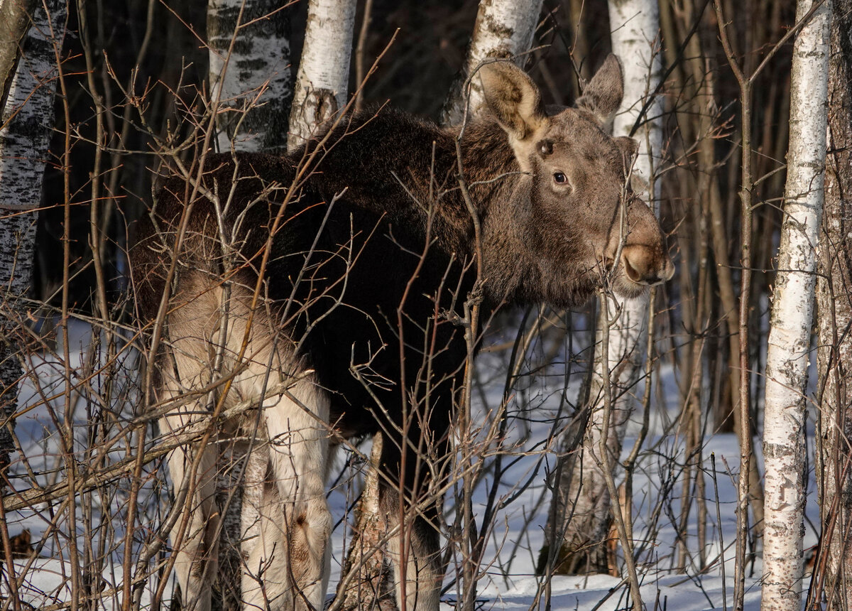 Молодой лось в национальном парке "Лосиный остров"