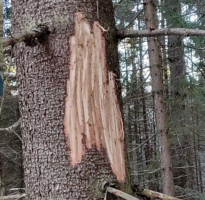 Погрыз лося на дереве - на уровне роста человека