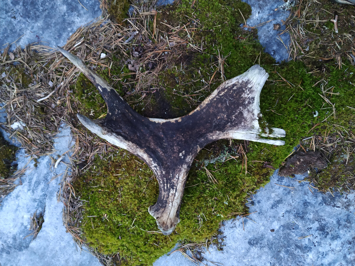 Старый рог лося