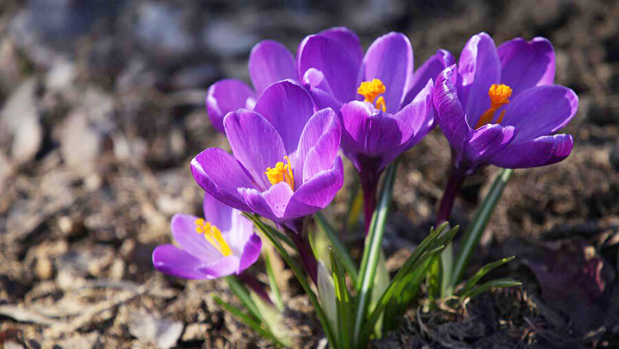     Сохраним и защитим первоцветы