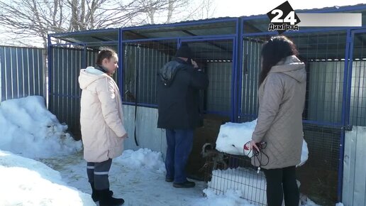 УЛЬЯНОВСКИЕ ЗООВОЛОНТЕРЫ ЗАБРАЛИ ИЗ ДИМИТРОВГРАДА 15 СОБАК