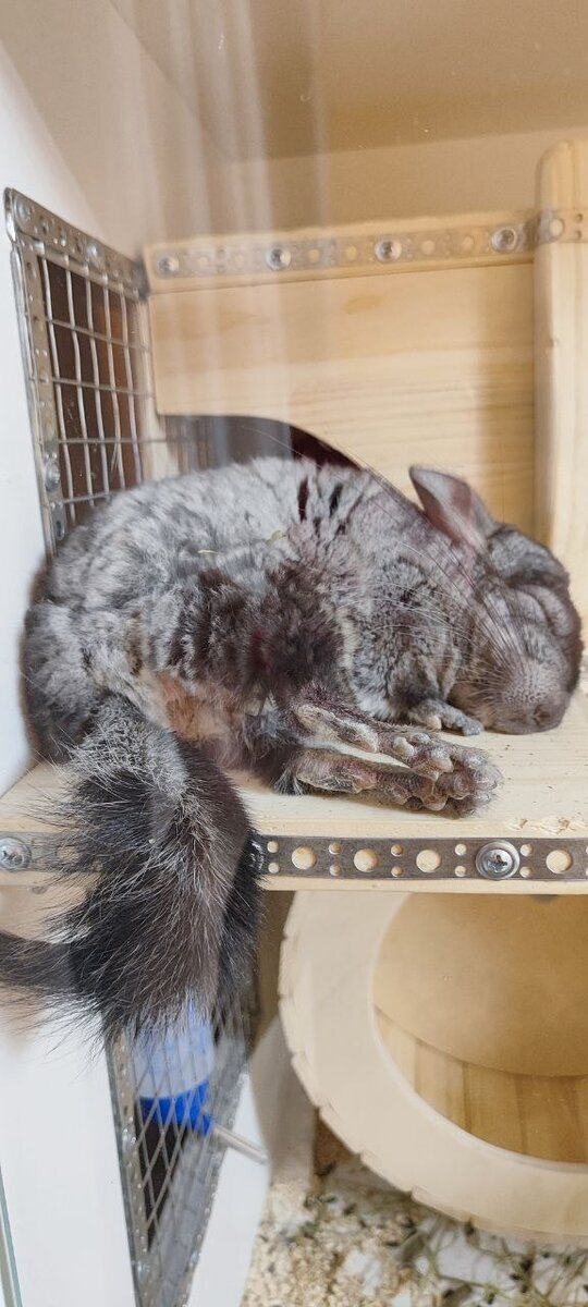 Чип отдыхает