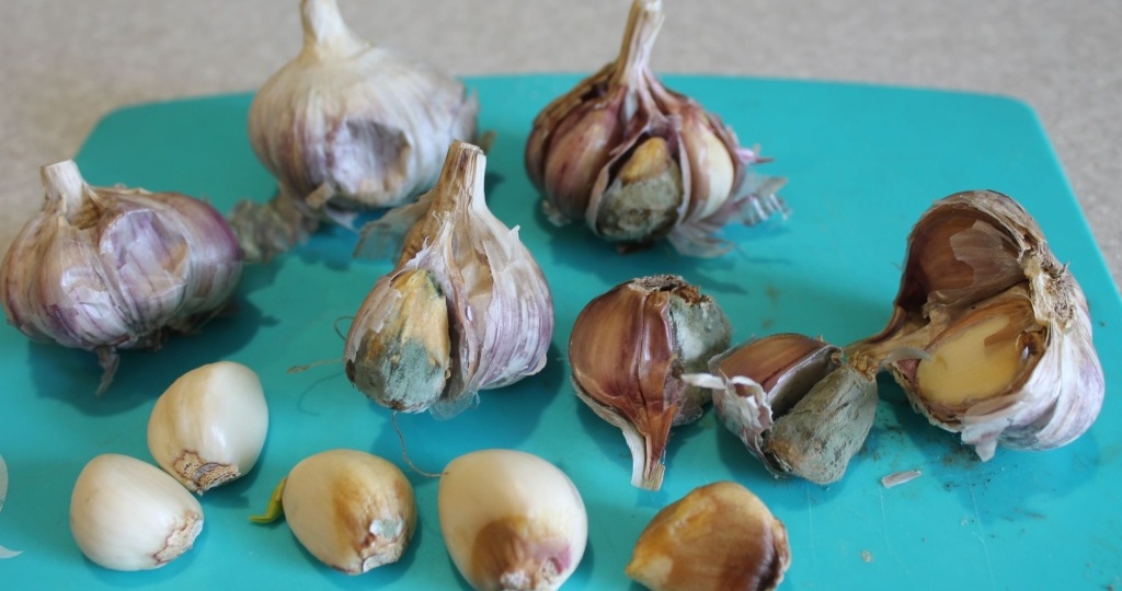 Болезни чеснока на грядке и при хранении