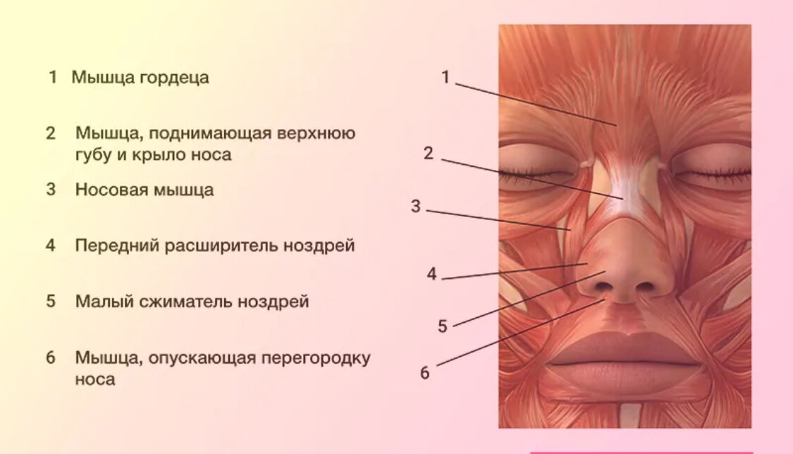 Дергается правая губа. Мышца опускающая носовую перегородку. Мышца гордецов анатомия. Анатомия строения носа мышцы. Мышцы окружающие носовые отверстия анатомия.