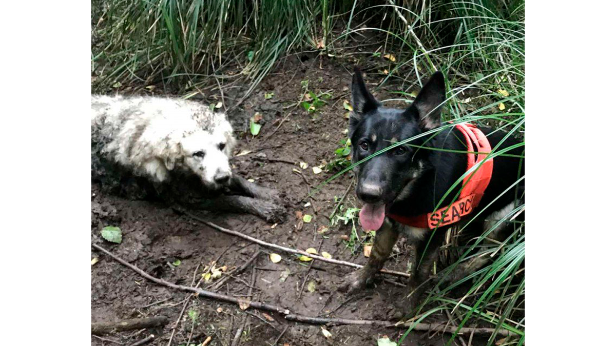 Собаки которые потерялись. Собаки из приюта. Собака застряла в болоте. Потерялась собака. Щенок болотный