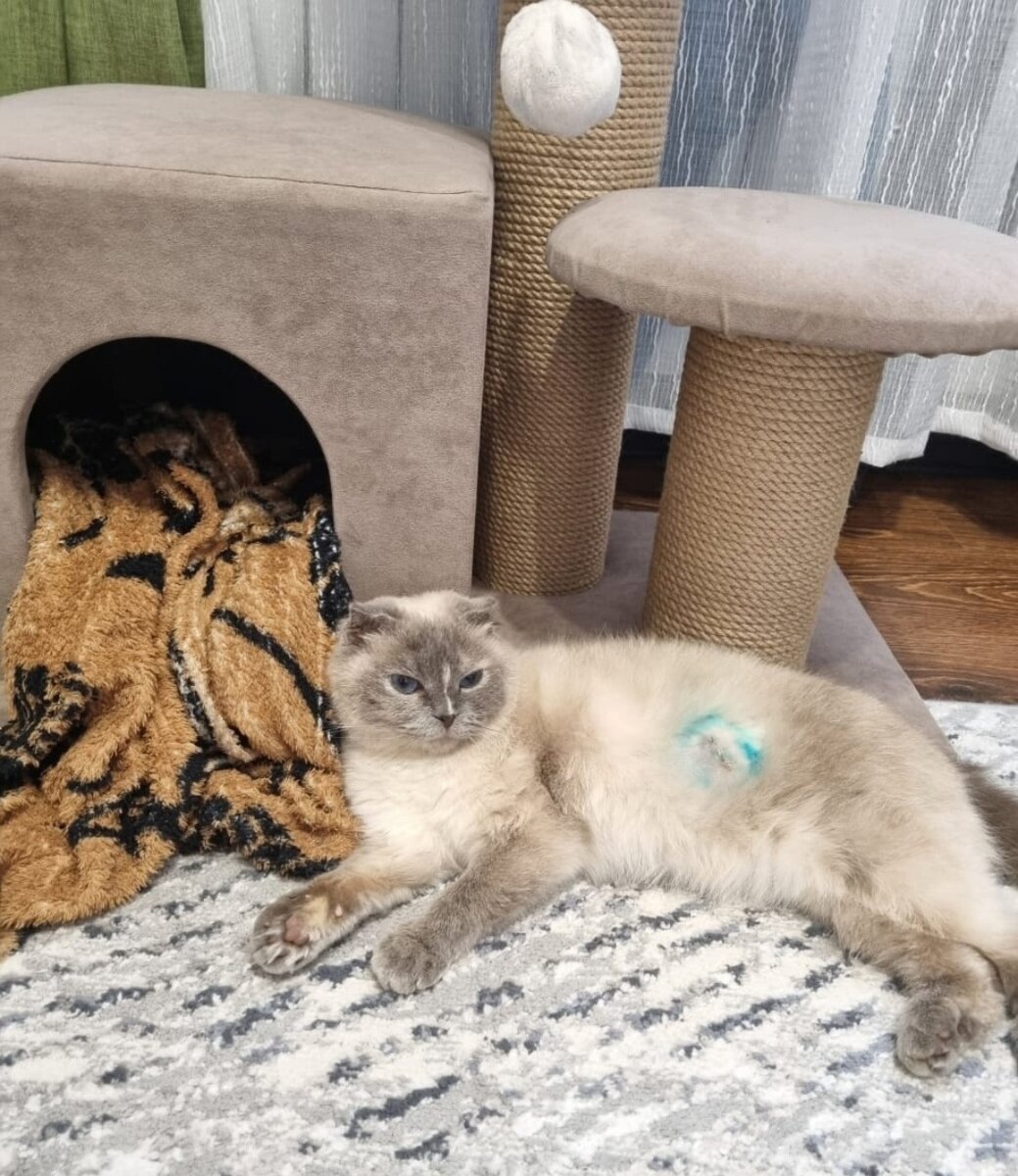 Кстати спасибо огромное Елена за помощь в пристройстве этой девочки.