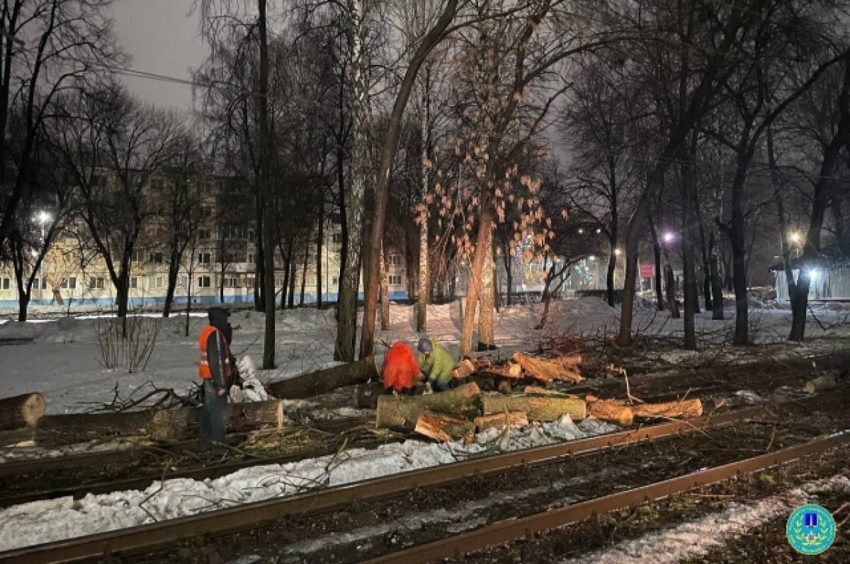    В Засвияжье из-за упавших на контактную сеть деревьев встали трамваи