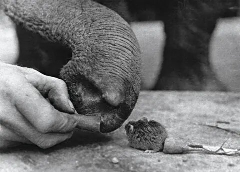 (с)Профессор Бернхард Гржимек/Окапиа 