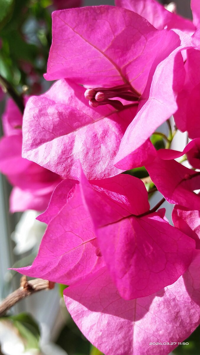 Фото от 27 марта этого года (2024)