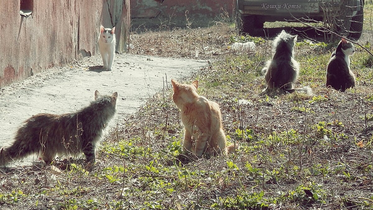 День мартовских котов. 