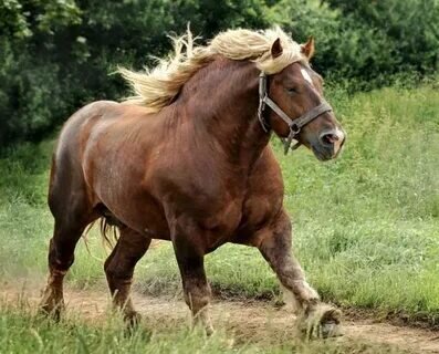 Советский тяжеловоз – уникальная порода лошадей, которая занимает особое место в истории. Это порода, которая славится своей силой, выносливостью и непревзойденными рабочими качествами.