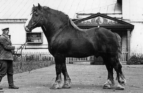 Советский тяжеловоз – уникальная порода лошадей, которая занимает особое место в истории. Это порода, которая славится своей силой, выносливостью и непревзойденными рабочими качествами.-2