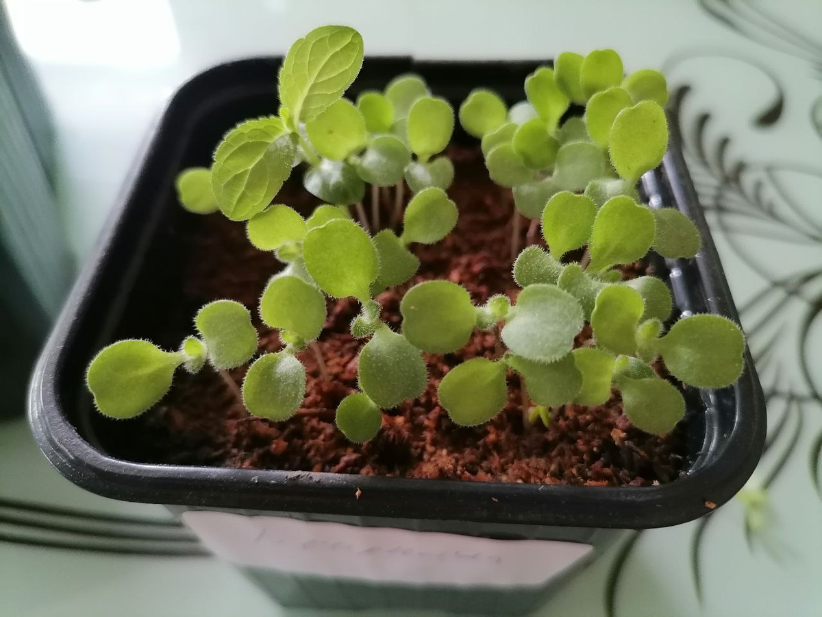 Всходы вечерницы матроны розовой, фото из архива