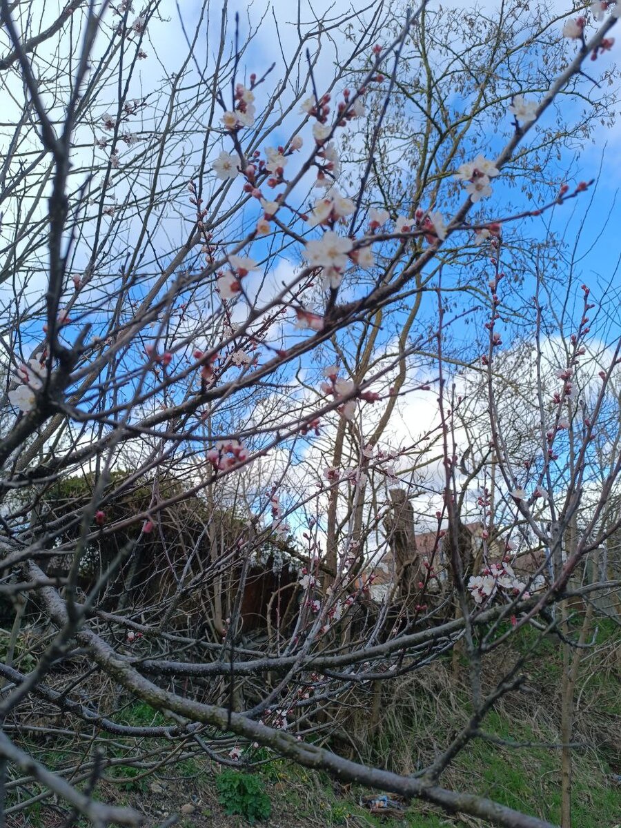 Кубань уже цветёт и благоухает