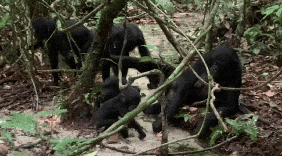   Sonya Pashchevskaya et al. / Primates, 2024