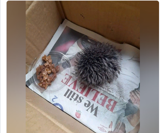 Фото того самого "ежа".