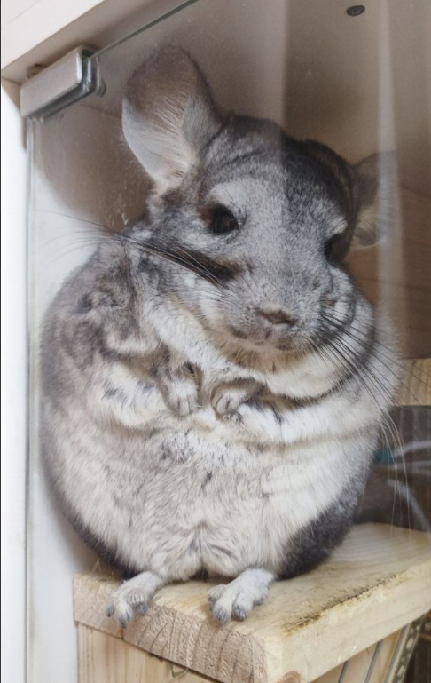 Барашка молодец, мех не грызет