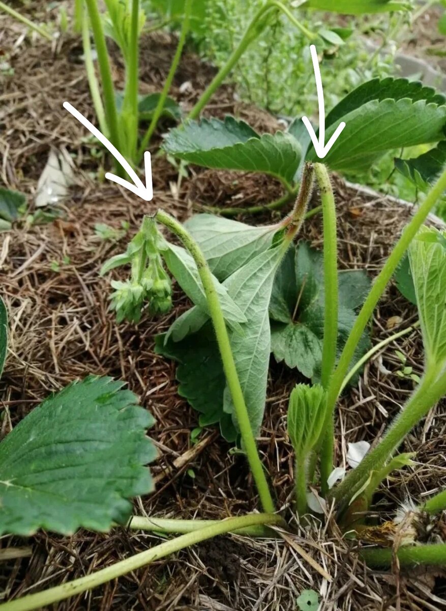 Фото из открытого источника