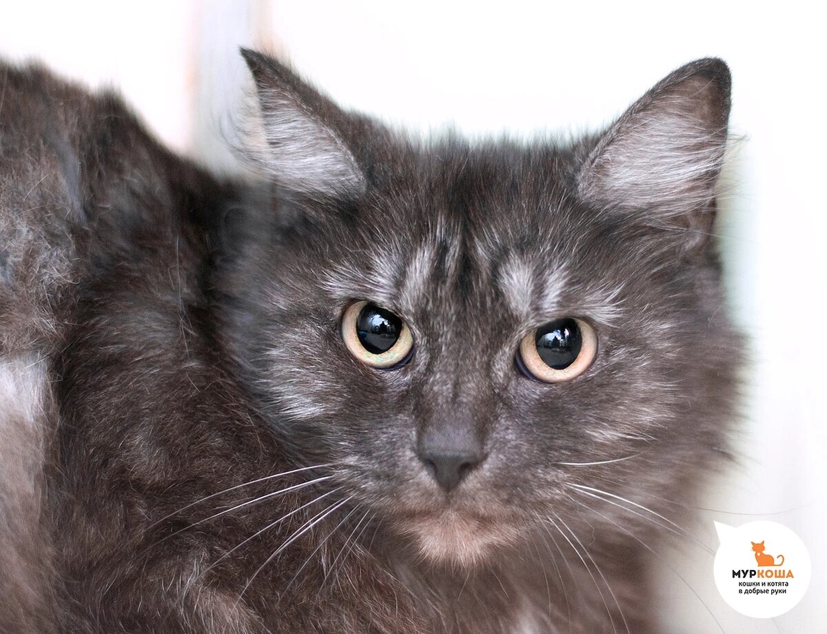 Прекрасная Мальдива жила в подвале жилого дома.