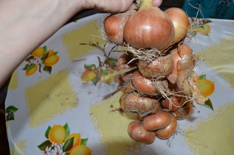 как хранить лук севок после покупки