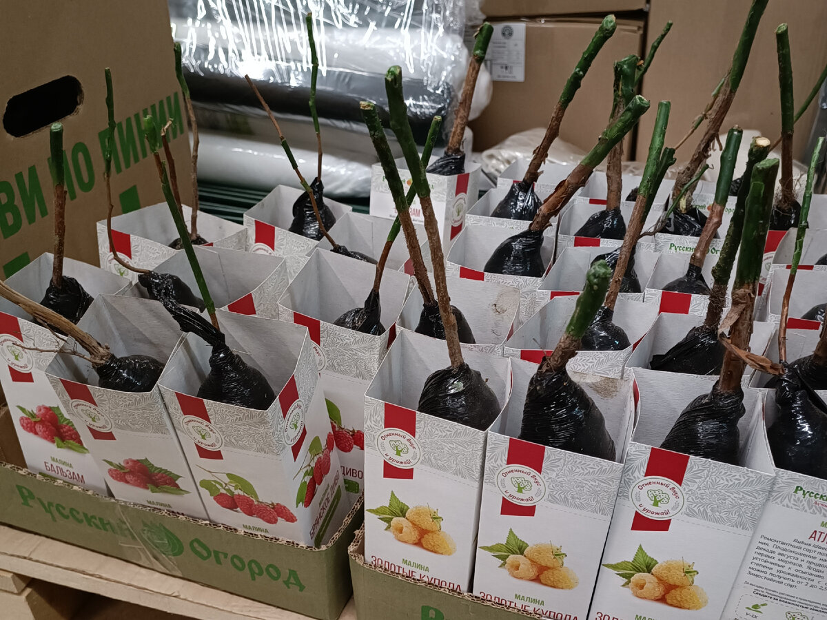 Дискаунтер "Победа" обошел и "Светофор" и Фикс Прайс: выгодные покупки ...