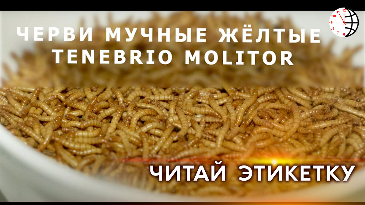 Климат и новая еда из насекомых: где взаимосвязь? Черви мучные жёлтые