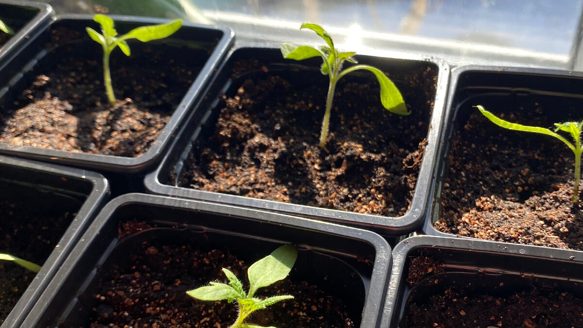 что такое пикировка рассады помидоров. пикировка рассады рассады. пикировать рассаду помидор. пикировать рассаду помидор. пикировка черри.