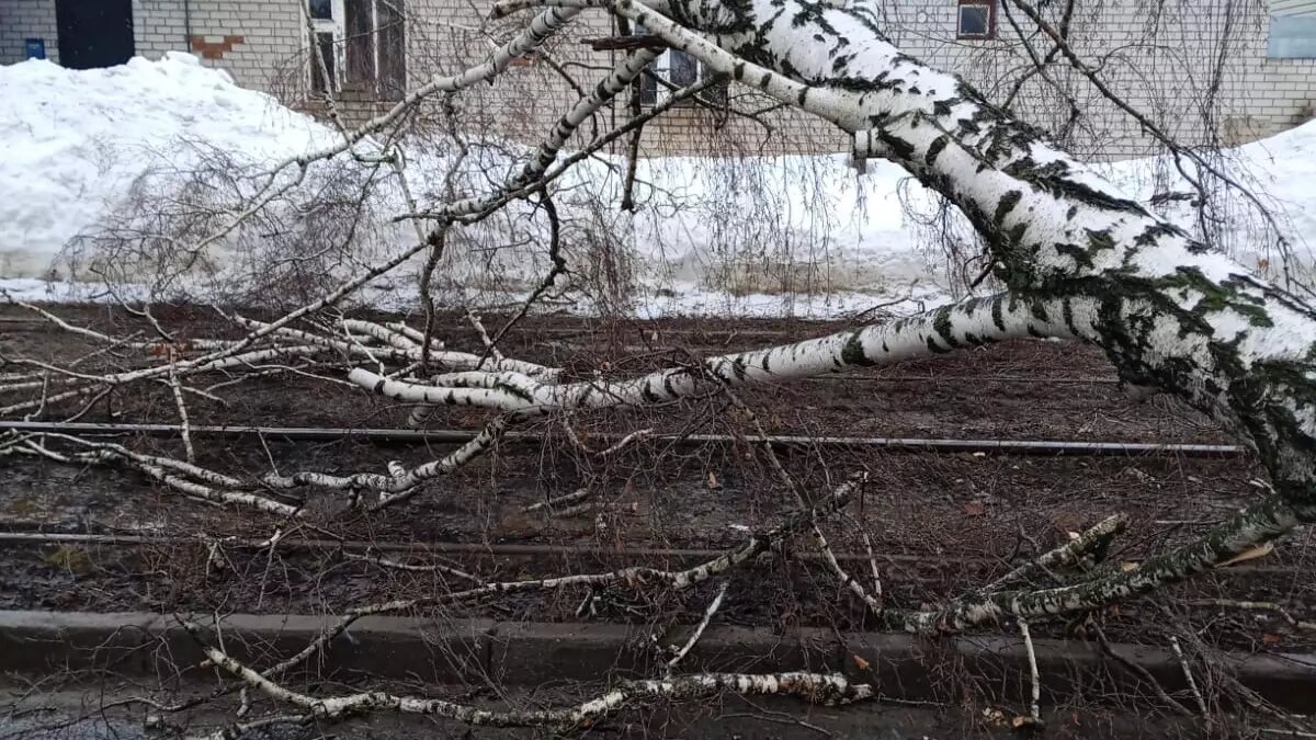     В Казани на улице Айдарова дерево упало на контактную сеть. Из-за этого пришлось остановить движение трамваев, следующих по маршруту №8. Подробности раскрыли в пресс-службе «Метроэлектротранса»