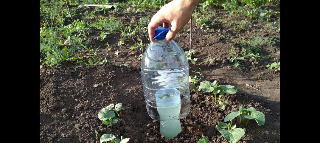 Метод полива, при котором вода поступает непосредственно к корням растений из грунта, а не льется сверху, называют капельным.-2