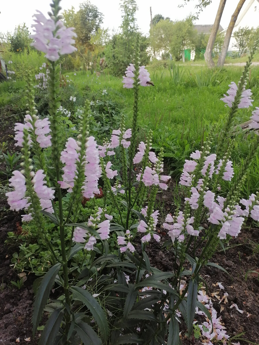 Вот такие красотки