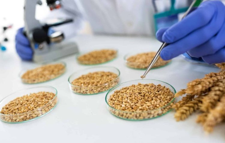    Партии семян ячменя из Франции и Германии доставлены в Орловскую область