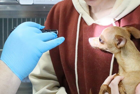 Московские ветеринары удалили необычное новообразование, появившееся у щенка мопса на глазном яблоке, сообщает «Москва 24».