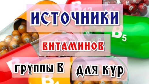 Простые и богатые источники витаминов группы В для кур.