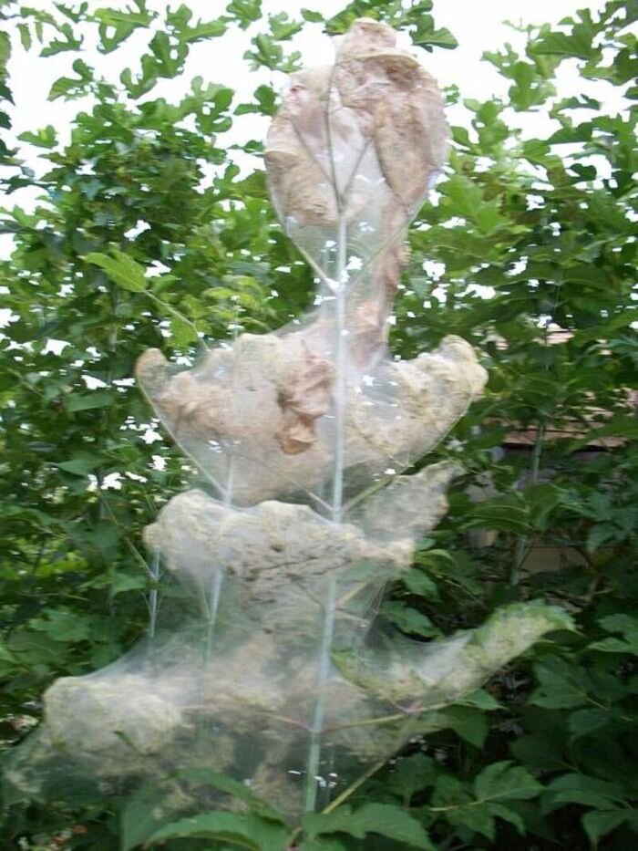 Источник фото: wikimedia