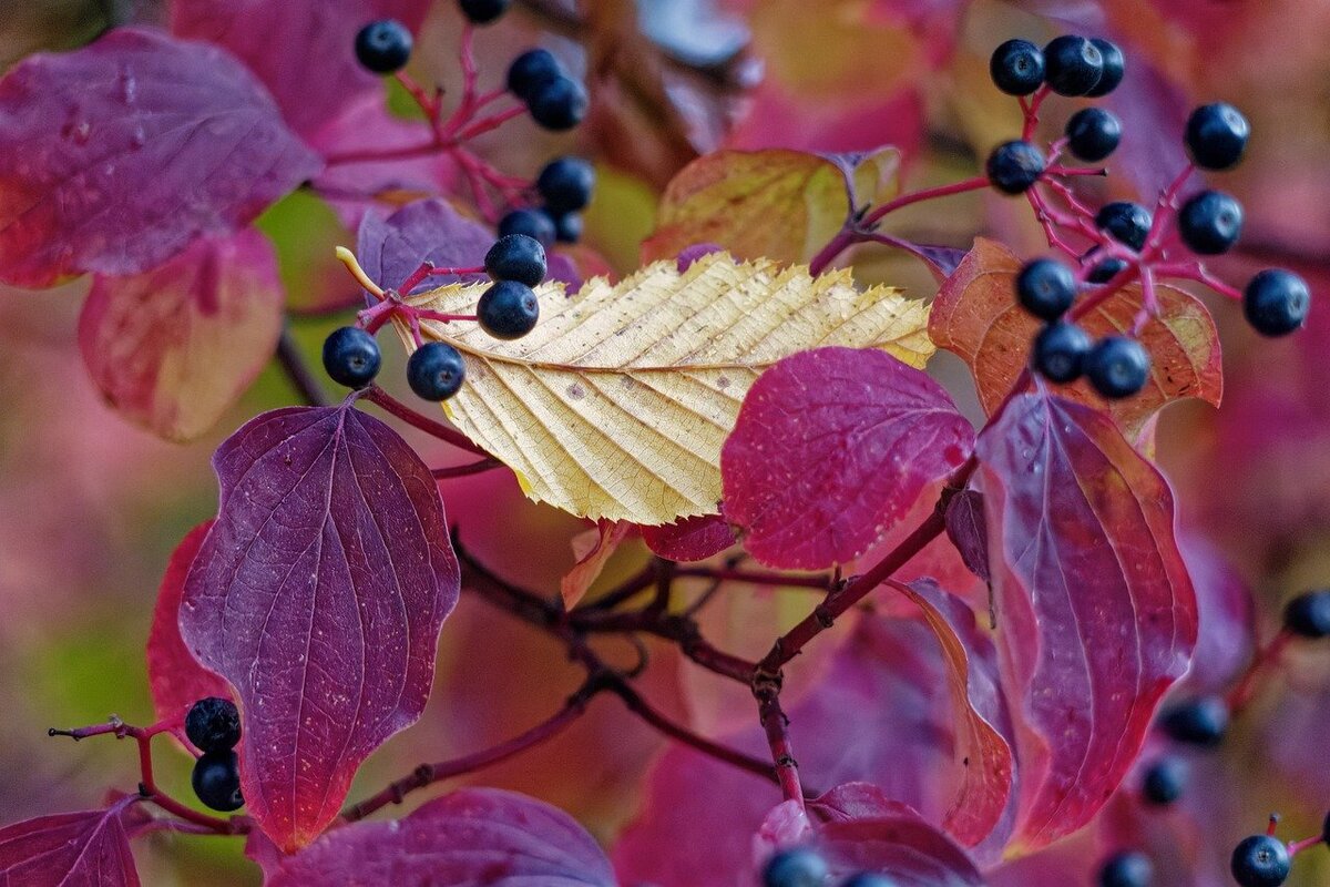 Изображение 16221146 с сайта Pixabay