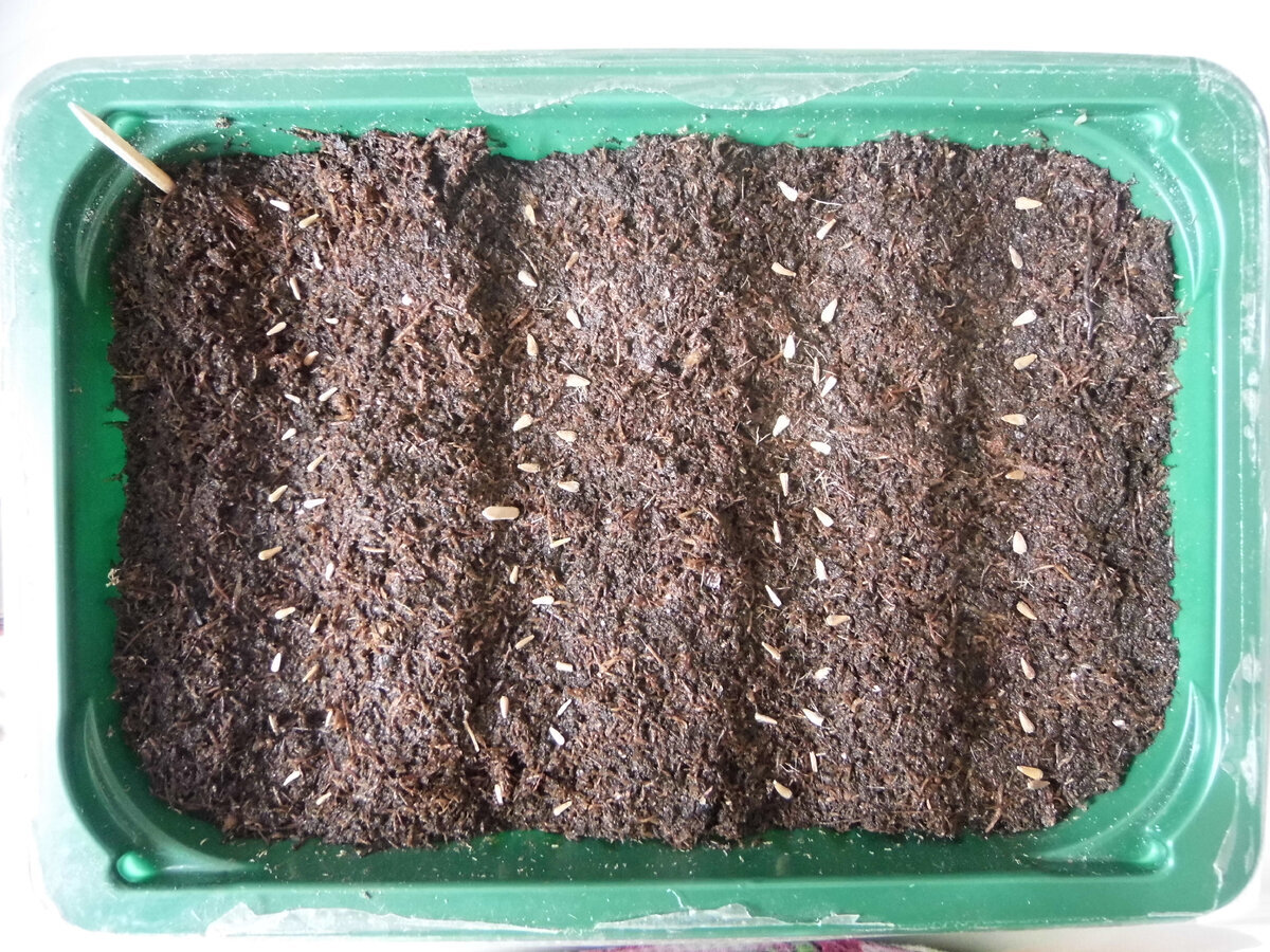 через сколько дней всходят астры. пикирование астры рассады. ростки астры. через сколько дней всходят астры. агератум пикировка рассады.