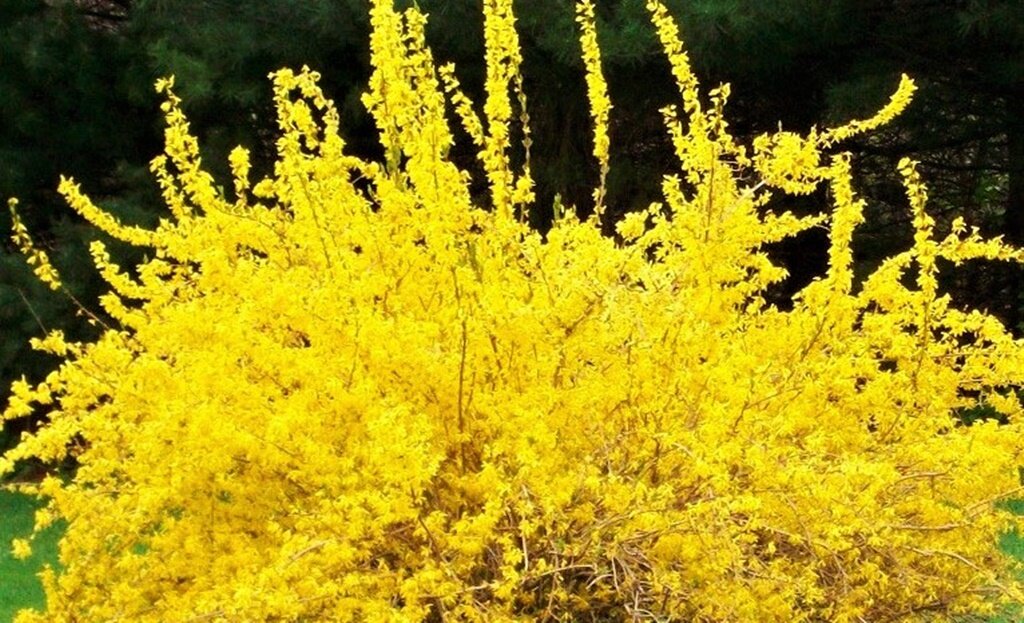 Кто из нас не любит желтый цвет в саду? Особенно весной, когда мы за долгие холодные месяцы так сильно соскучились за солнечным теплом и светом!-2-2