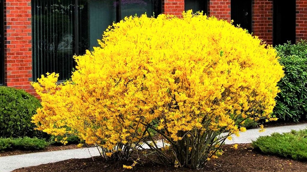 Кто из нас не любит желтый цвет в саду? Особенно весной, когда мы за долгие холодные месяцы так сильно соскучились за солнечным теплом и светом!-1-2
