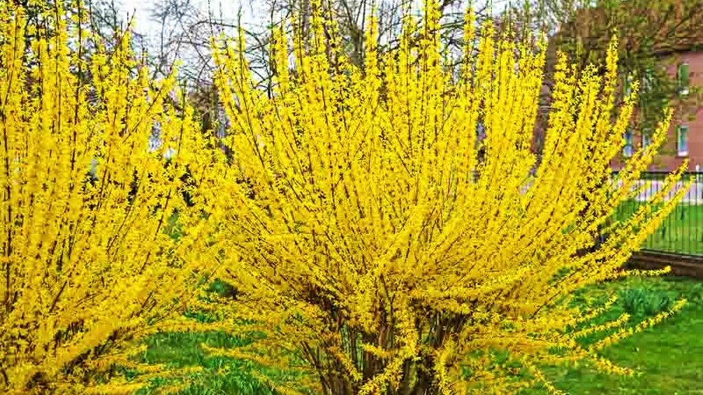 Кто из нас не любит желтый цвет в саду? Особенно весной, когда мы за долгие холодные месяцы так сильно соскучились за солнечным теплом и светом!-1-3
