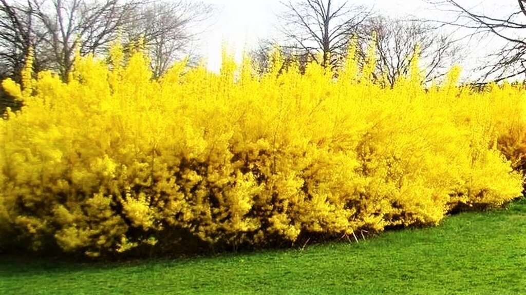 Кто из нас не любит желтый цвет в саду? Особенно весной, когда мы за долгие холодные месяцы так сильно соскучились за солнечным теплом и светом!-2-3