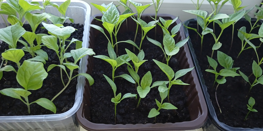 Рассада. Какие сорта сажала и у каких лучше всхожесть