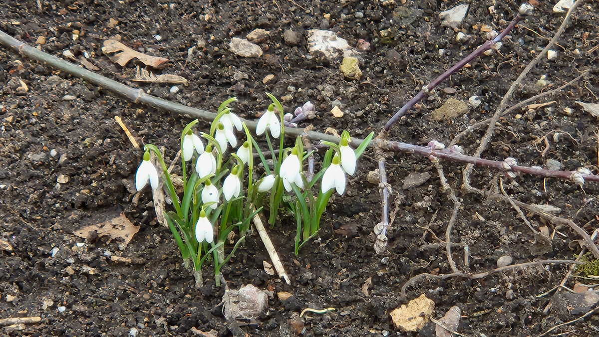 Снежные капли весны: подснежники Galaпthus