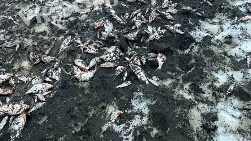     В Чебаркульском районе (Челябинская область) в селе Кундравы рыбаки, занимающиеся промыслом, неугодный улов обратно в воду не отпускают — рыбьи трупы лежат на берегу, сообщает паблик «ЧП | ДТП Челябинск».