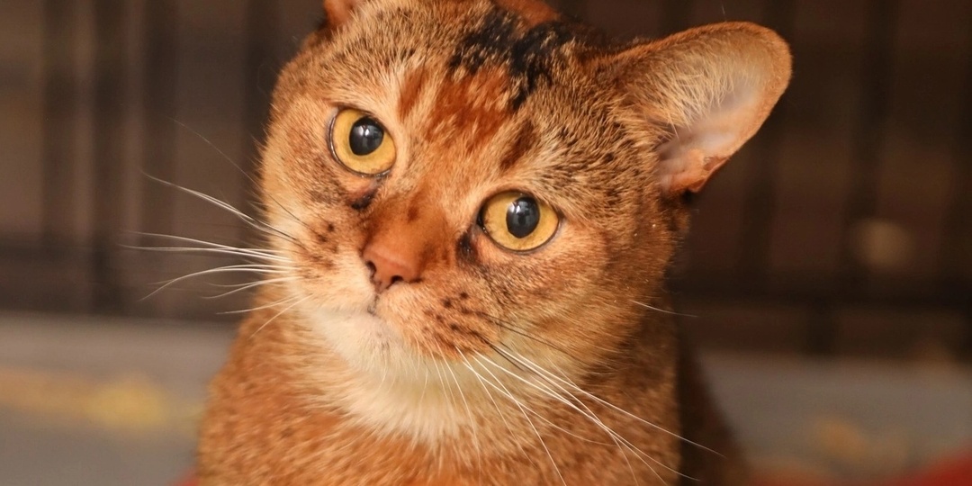 Айшвария вернулась в приют.