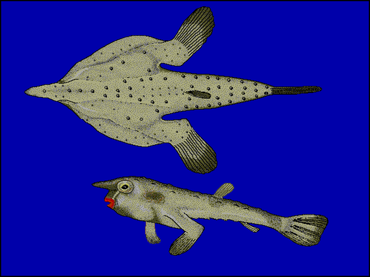 Красногубая рыба-летучая мышь (Ogcocephalus darwini). Вид снизу и вид сбоку. Хорошо видны задние и  передние конечности, превращенные вторично в брюшные и грудные парные плавники.