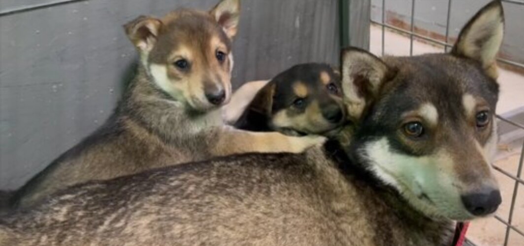 Рей с мамой Найдой 