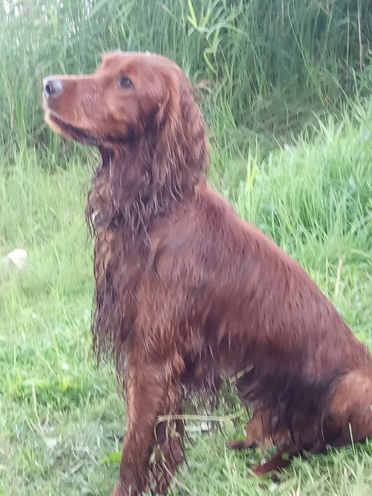     Фото: Елена Данилова в "Потеряшки Твери. Пропала Найдена Поиск"/vk.com