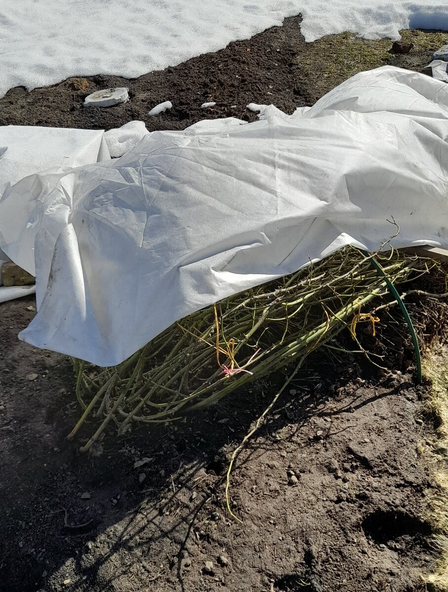 Фломментанц 