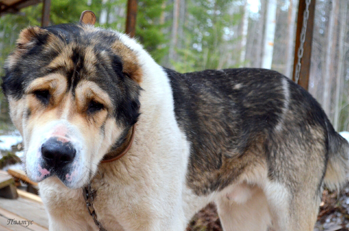 На цепи, так как вольер еще строился.