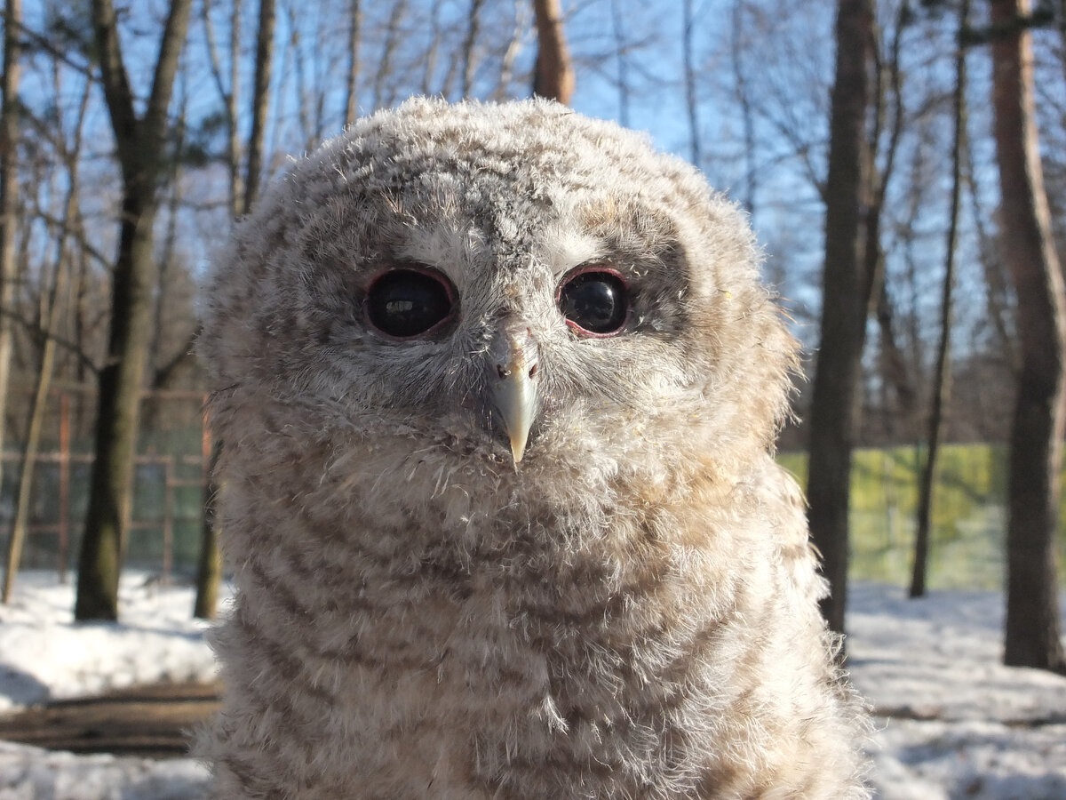 Винни анфас